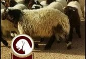 أنعام الرياض للذبائح الفاخرة