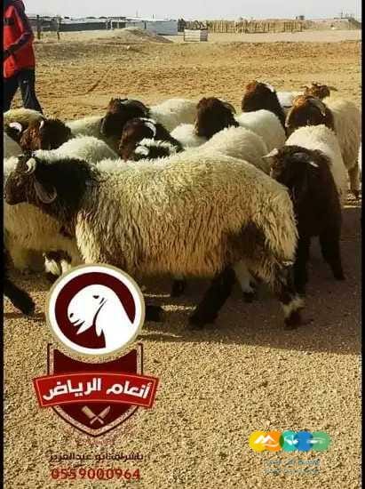 أنعام الرياض للذبائح الفاخرة
