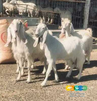 معزا مصريات درجه أولى