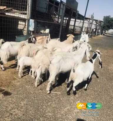 معزا مصريات درجه أولى