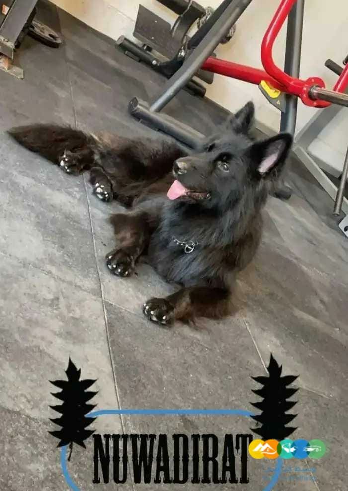 جراوي جيرمن بالاوراق والبديقري