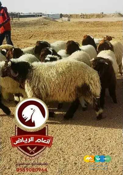 ذبايح فاخره وجبره بالرياض