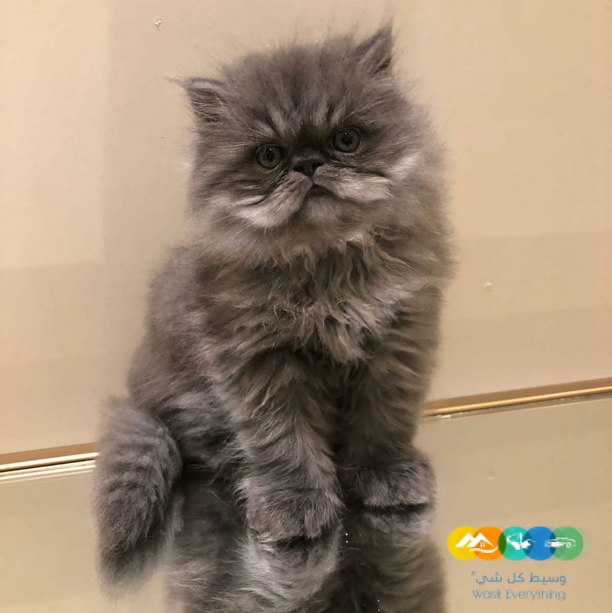 للبيع كتين ذكور مستوى جميل