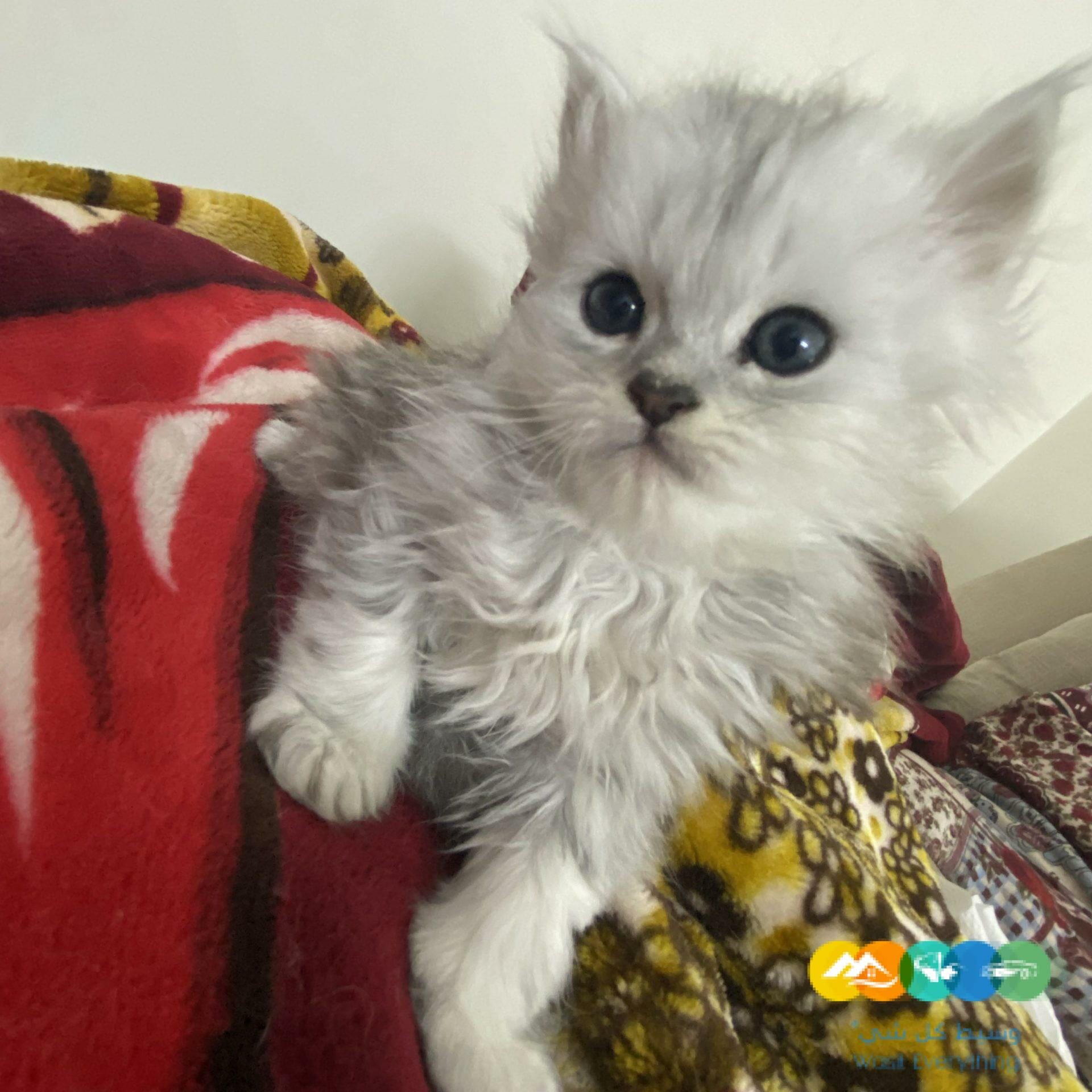 الدار البيضاء الرياض