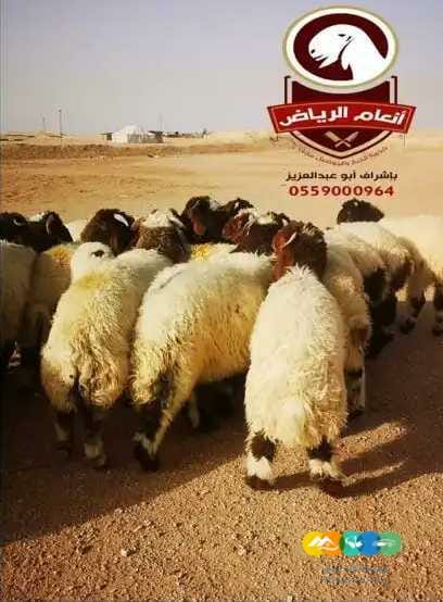 ذبايح فاخره وجبره