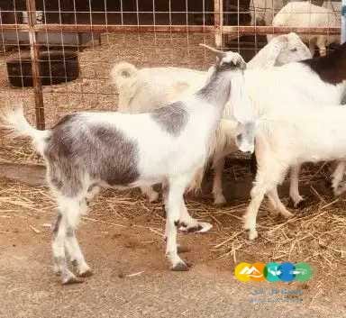 معزا مصريات طيبه