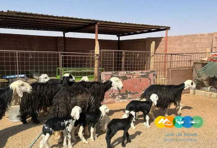 نجد مواليد مقنوي 6 تحتها 6
