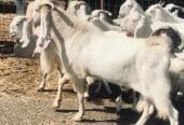 معزا مصريات درجه أولى