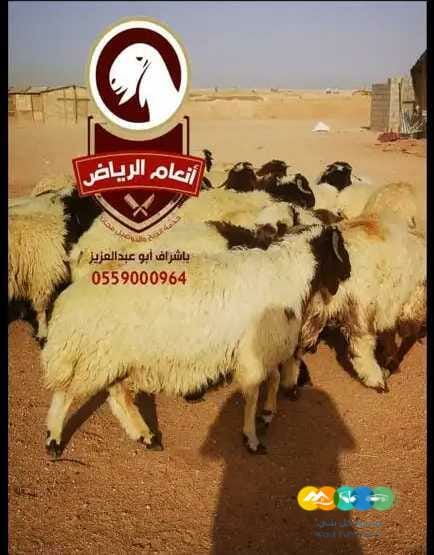 ذبايح (ذبح تغليف توصيل مجانا )