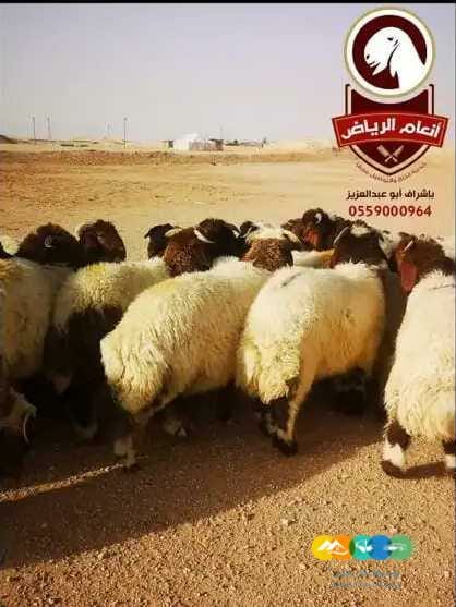 ذبايح (ذبح تغليف توصيل مجانا )