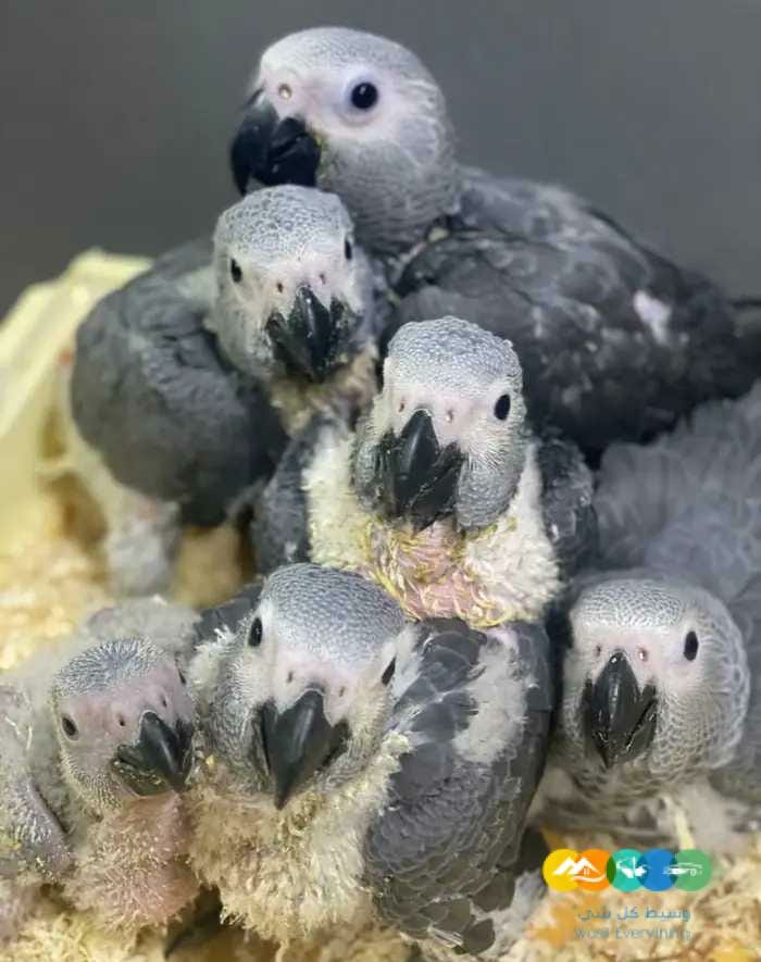 فروخ كاسكو غر