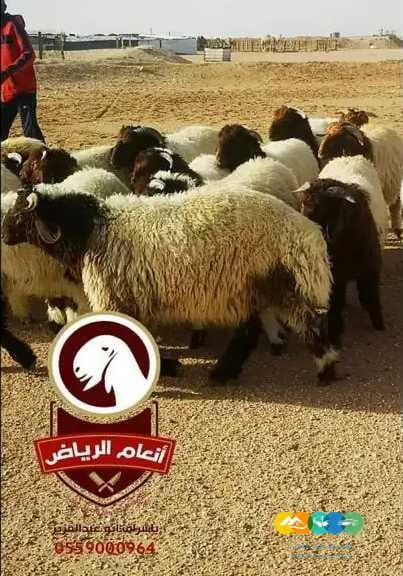 ذبايح فاخرة(ذبح تغليف توصيل مج