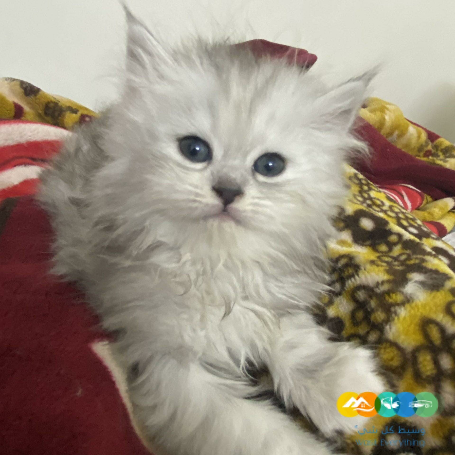 الدار البيضاء الرياض