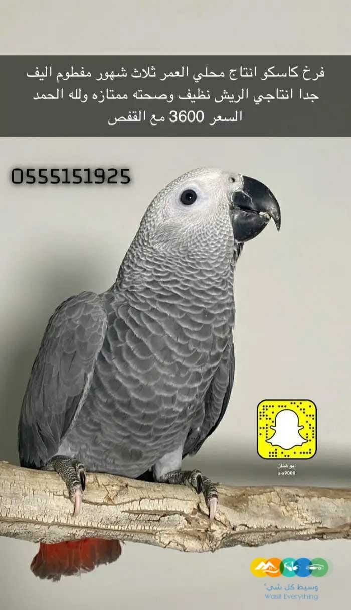 للبيع فرخ ماسكو انتاج محلي