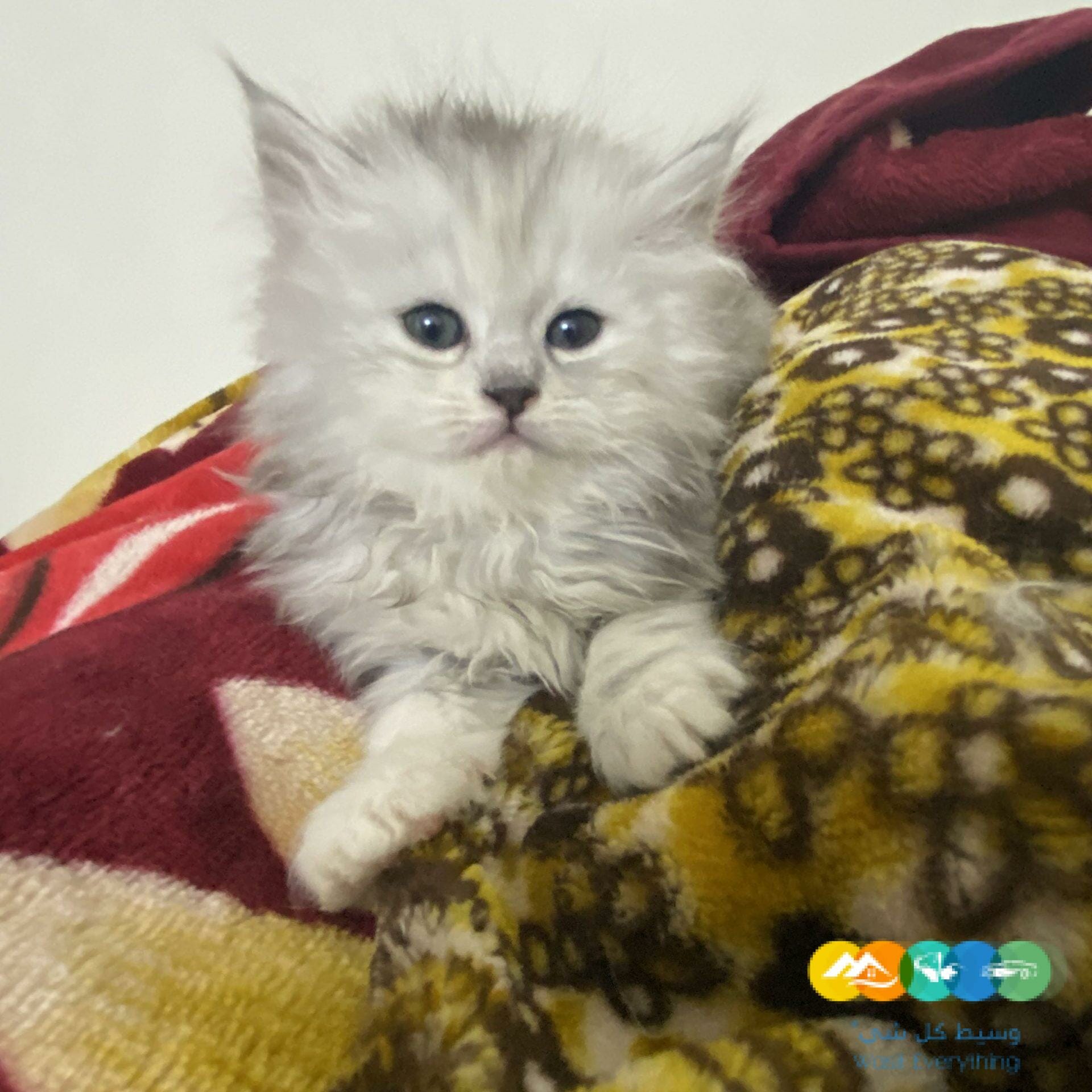 الدار البيضاء الرياض