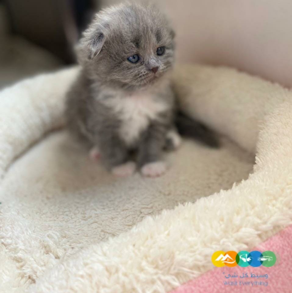 قطة سكوتش فولد للبيع