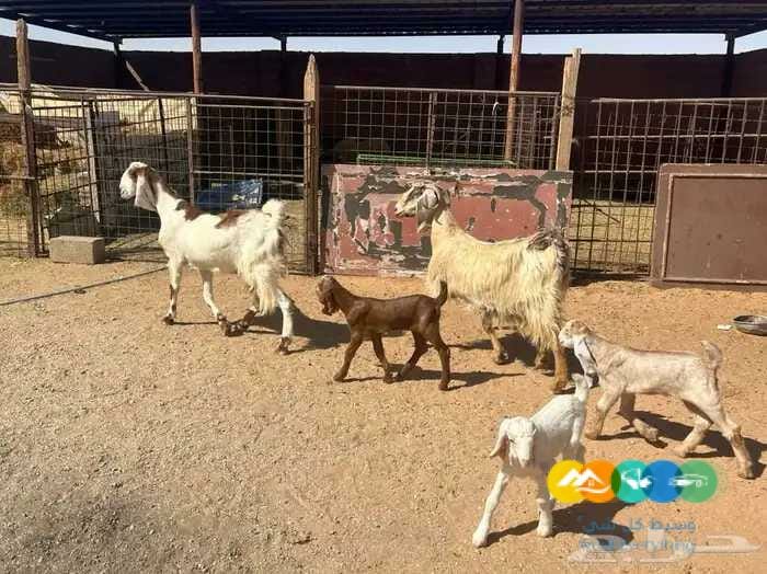 معزاء مواليد مقنوي طيبه