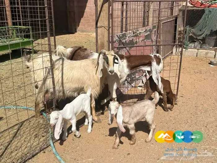 معزاء مواليد مقنوي طيبه