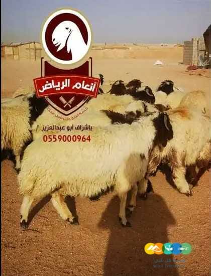 ذبايح فاخرة(ذبح تغليف توصيل مج