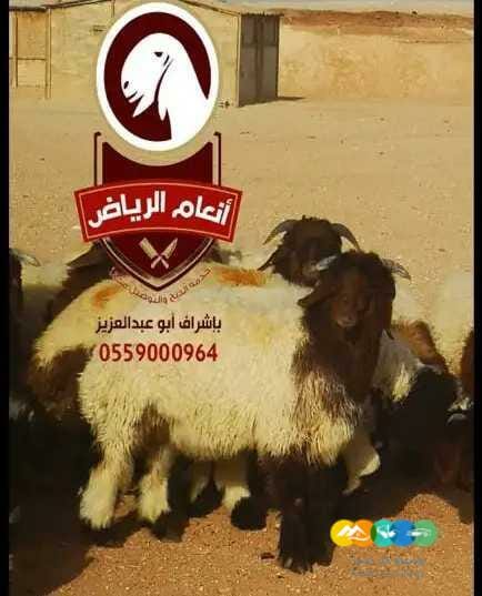 ذبايح فاخره (ذبح تغليف توصيل م