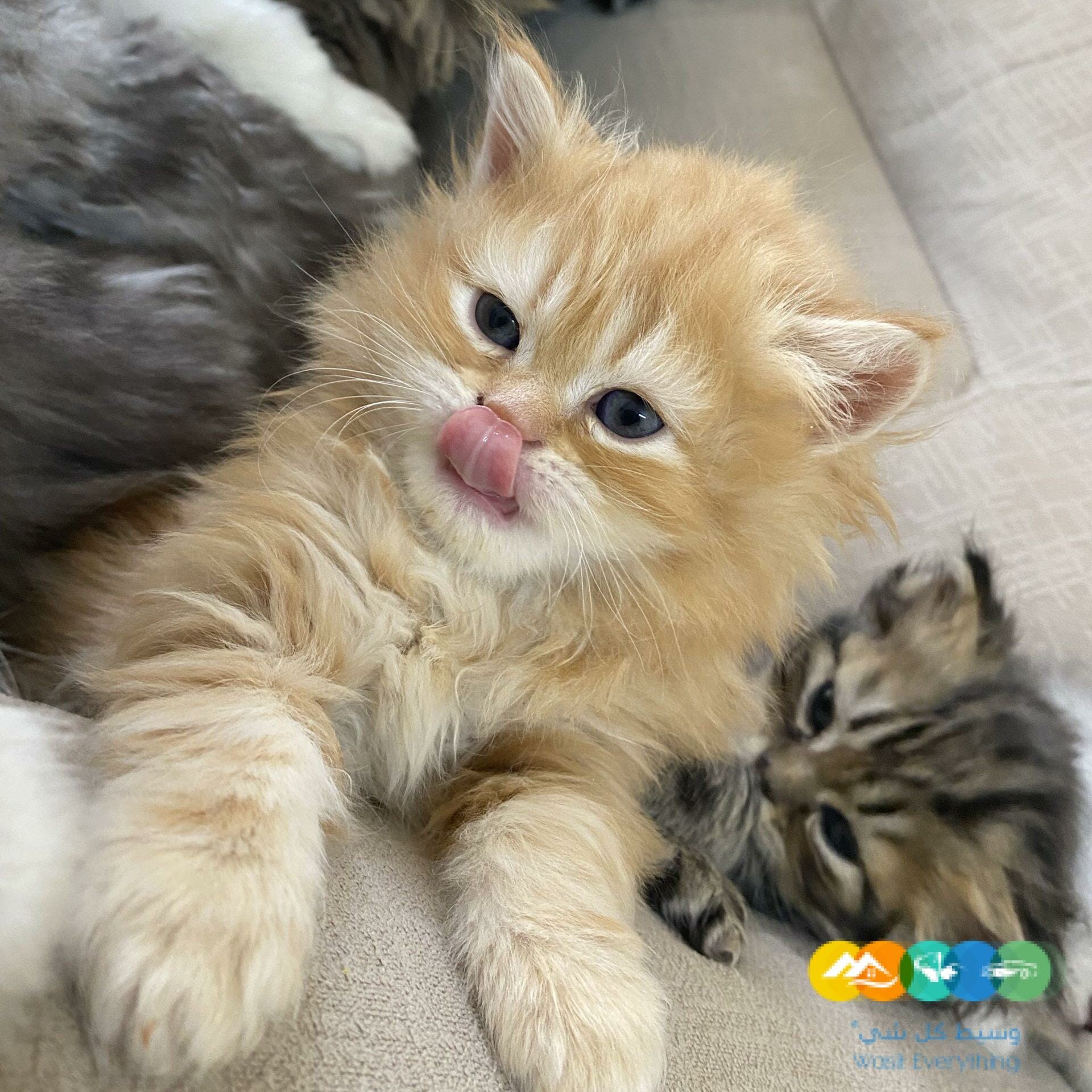 الدار البيضاء الرياض