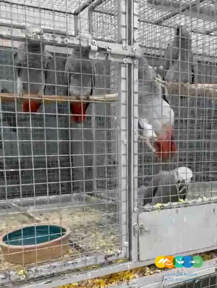 للحجز قريبا فروخ كاسكو 100 حبة