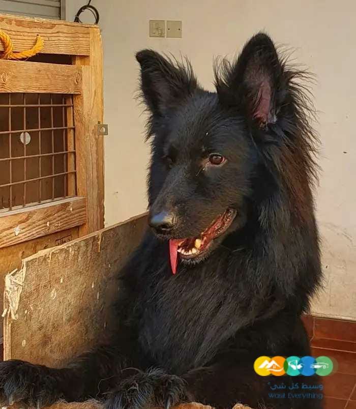 جراوي جيرمن بالاوراق والبديقري