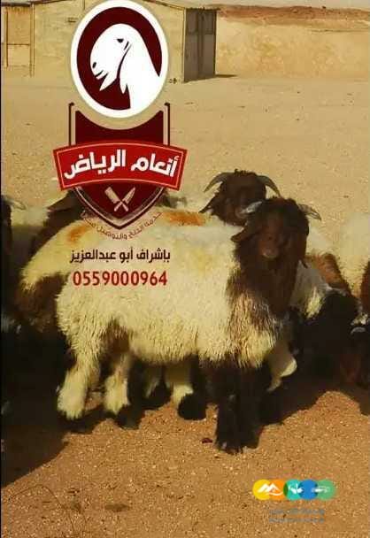ذبايح فاخره وجبره