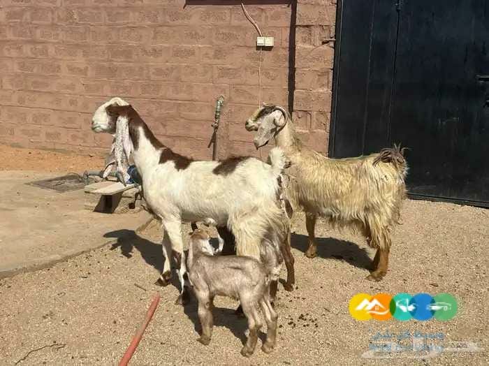 معزاء مواليد مقنوي طيبه