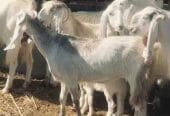 معزا مصريات درجه أولى