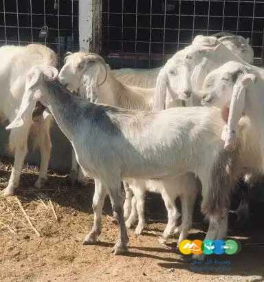 معزا مصريات درجه أولى