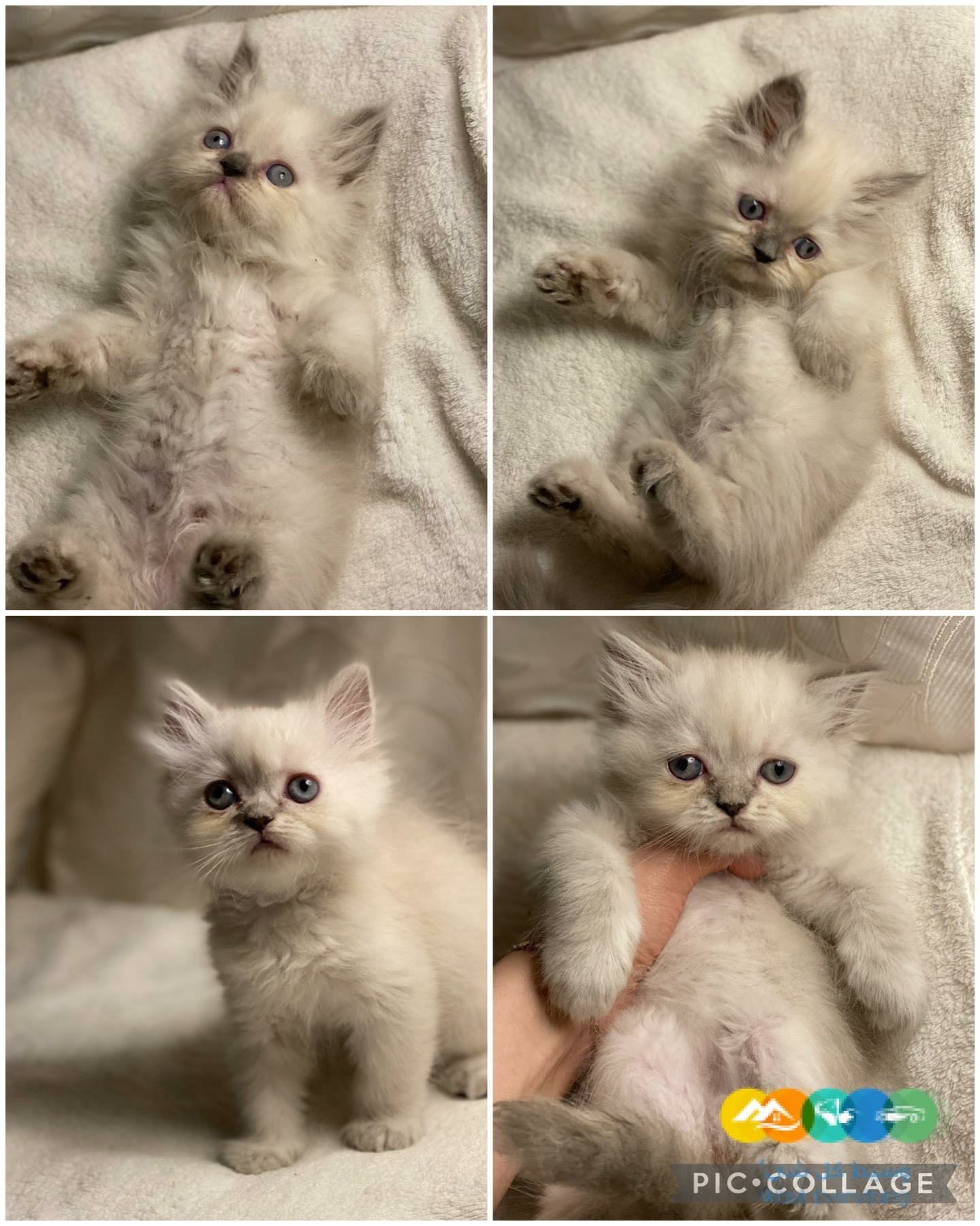 تهحين سكوتش مع هيمالايا