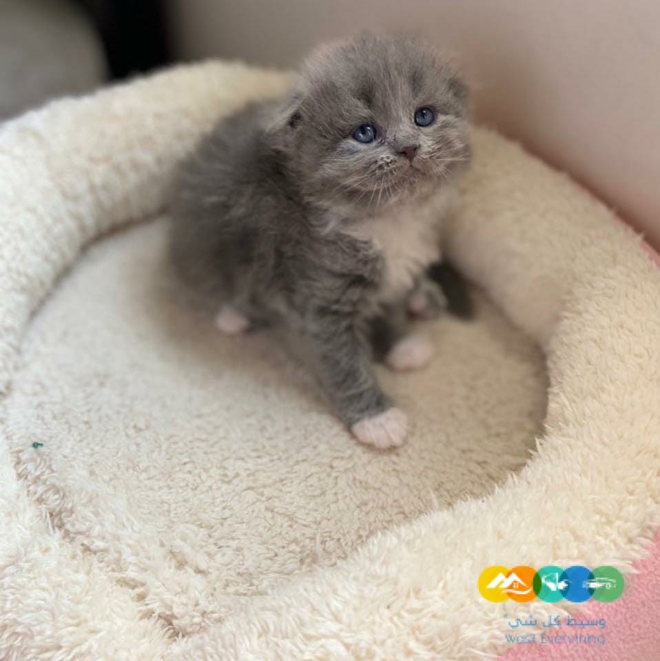 قطة سكوتش فولد للبيع