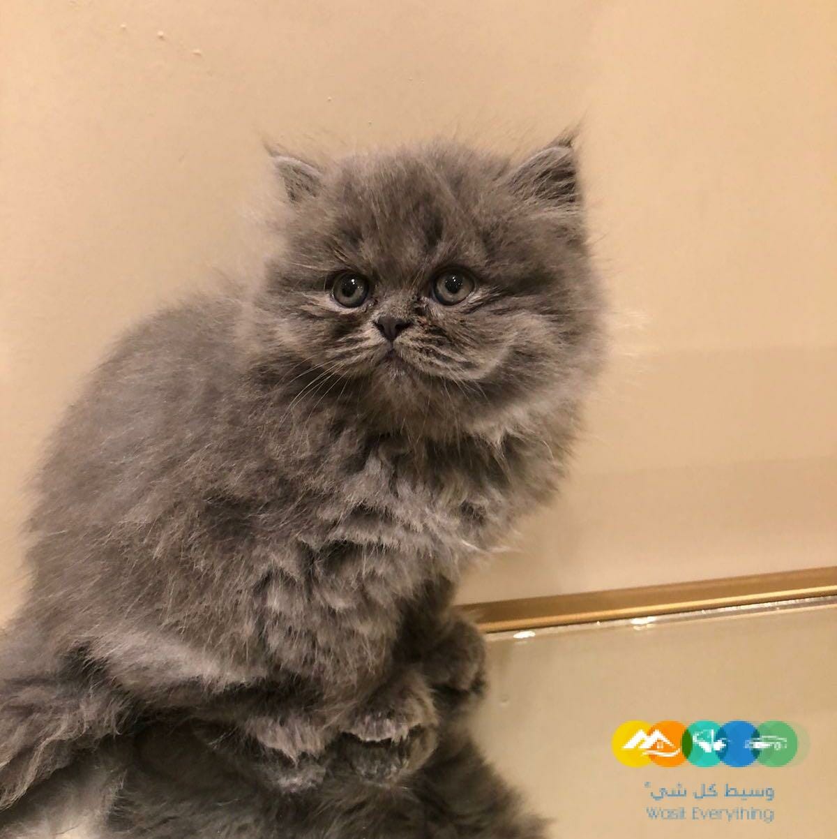 للبيع كتين ذكور مستوى جميل