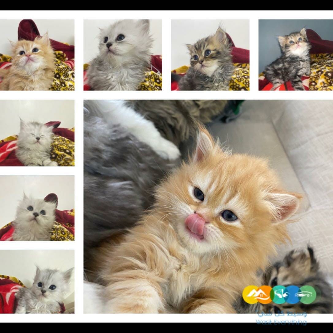 الدار البيضاء الرياض