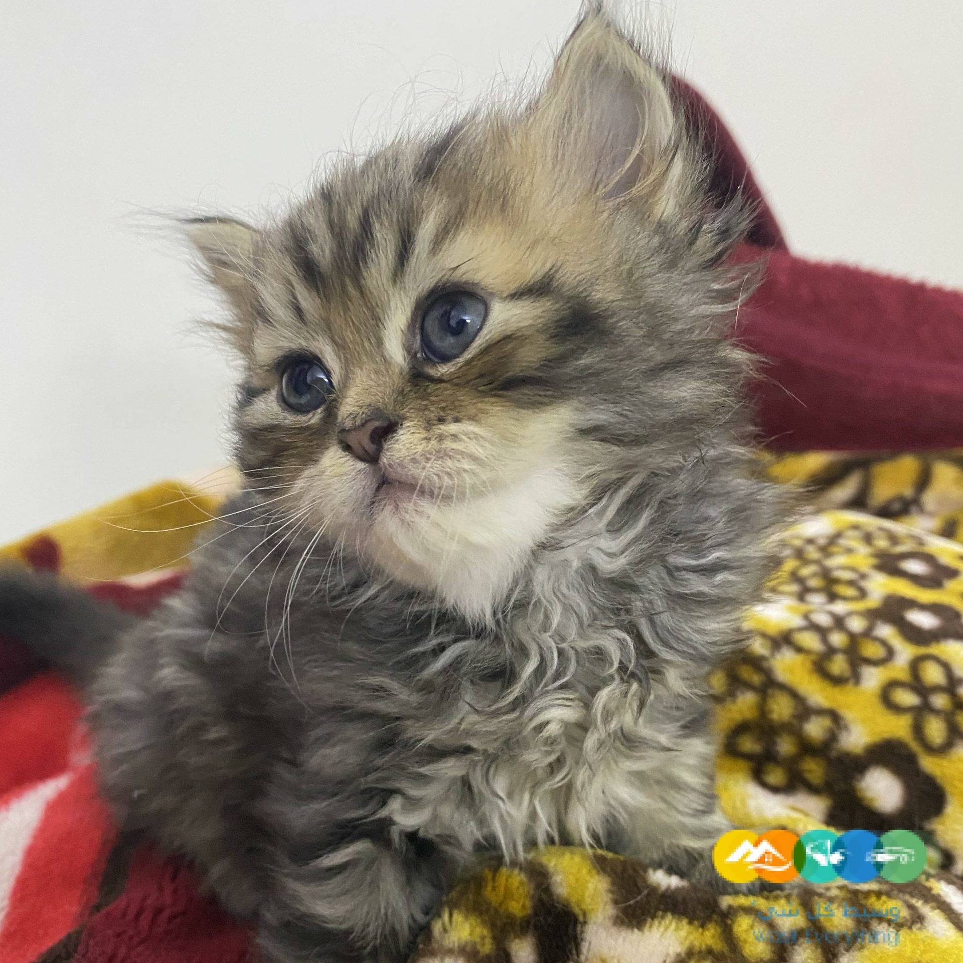 الدار البيضاء الرياض