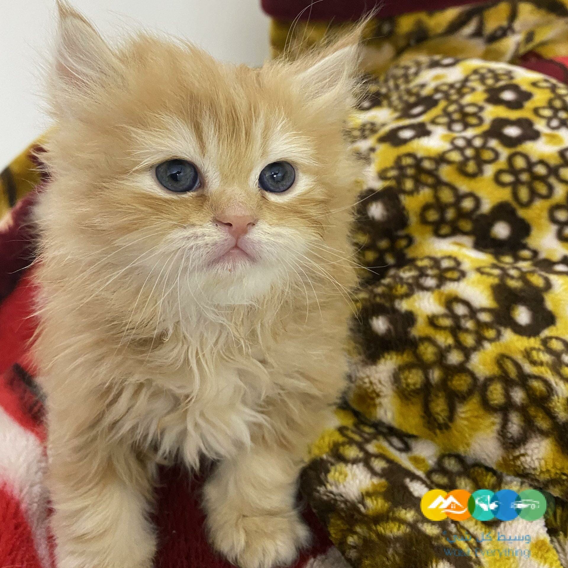 الدار البيضاء الرياض