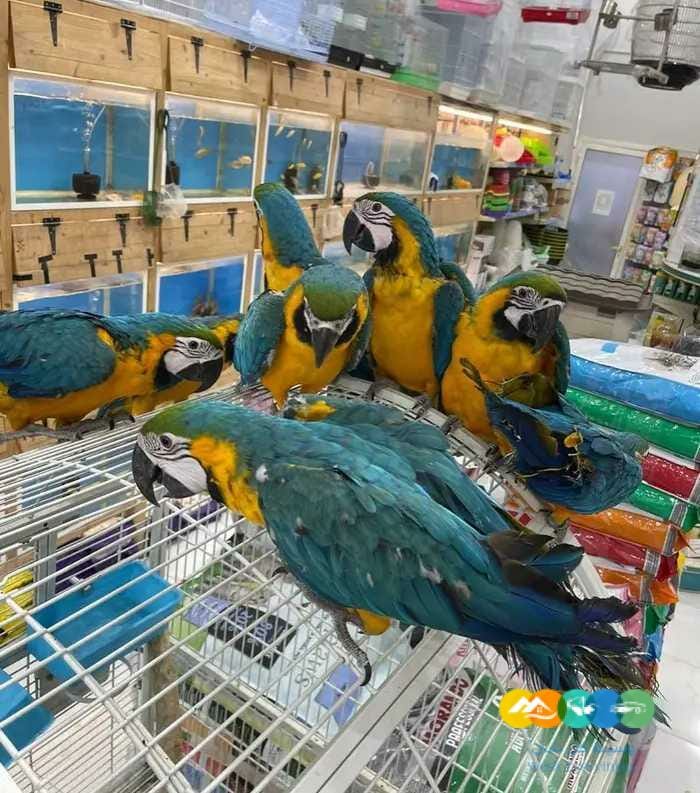 فروخ مكاو بلو اند قولد