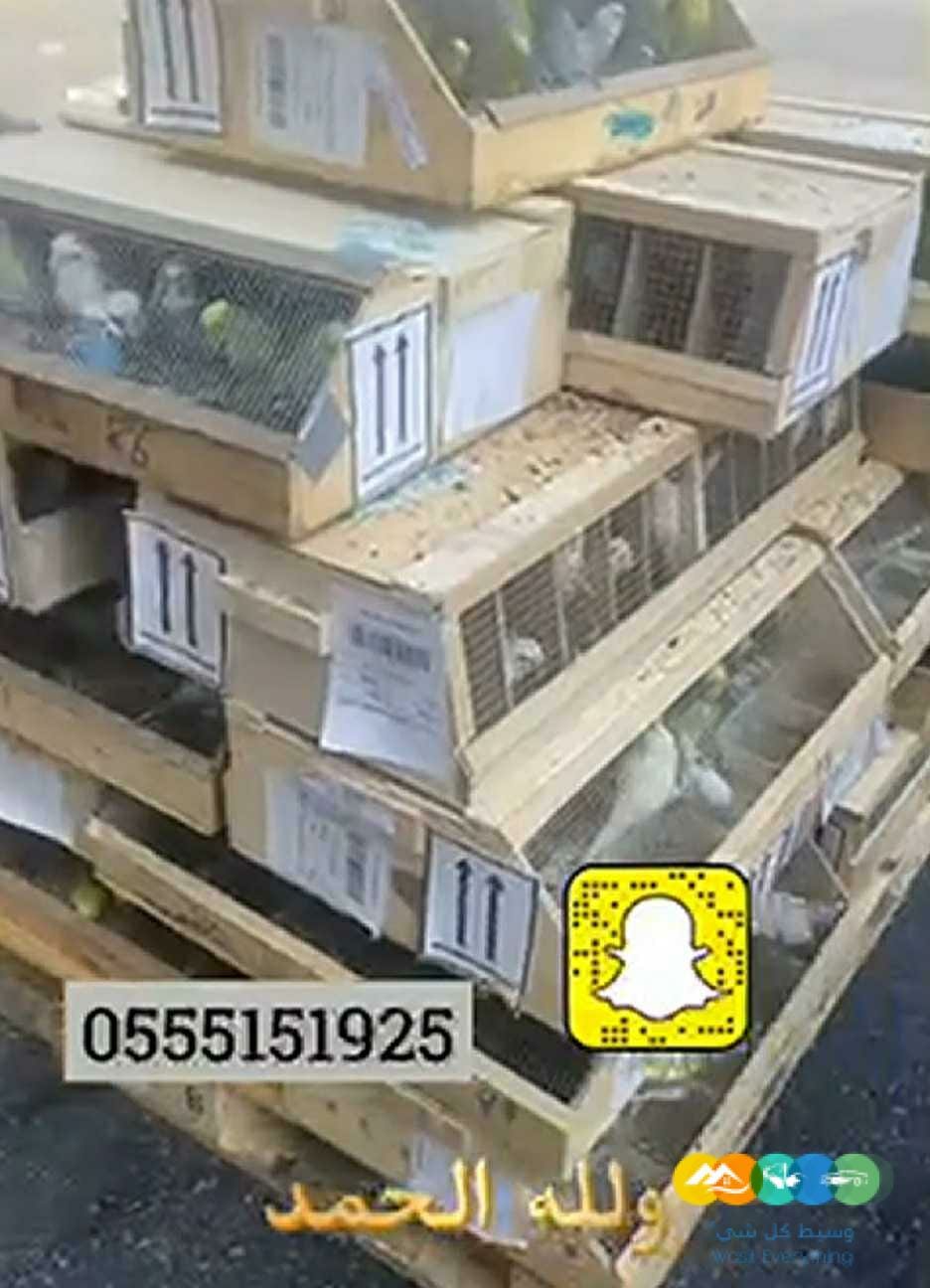 وصلت طيور منوعه