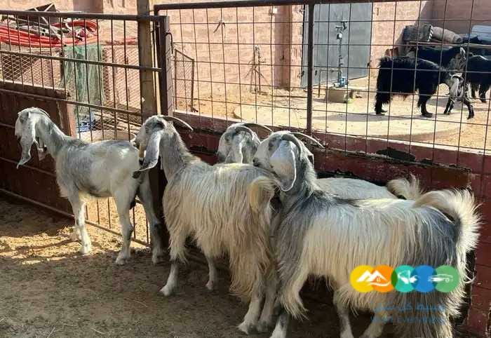 معزا عوارض ومضاريع مشاريك طيبه