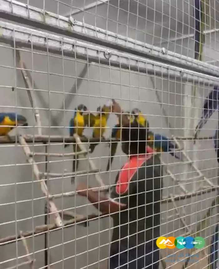 للحجز قريبا فروخ مكاو : ٢٥ حبة