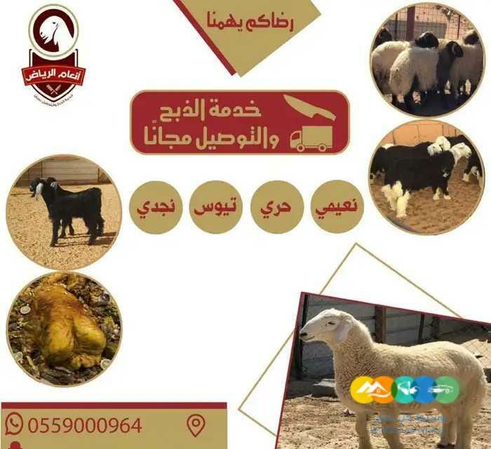 أنعام الرياض للذبائح الفاخرة