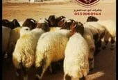 ذبايح فاخره (ذبح تغليف توصيل م