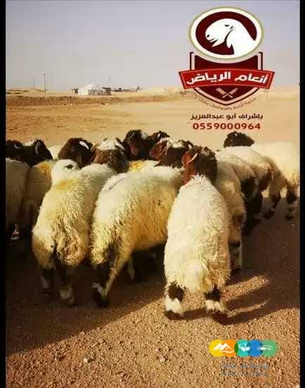 ذبايح فاخره (ذبح تغليف توصيل م