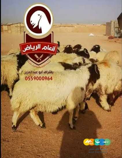 ذبايح فاخره وجبره بالرياض