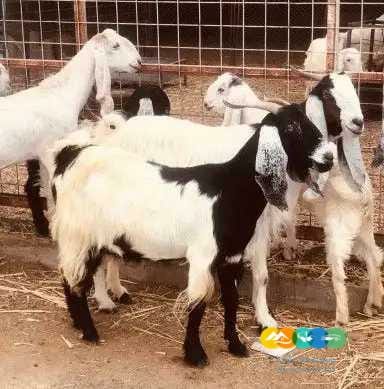معزا مصريات طيبه