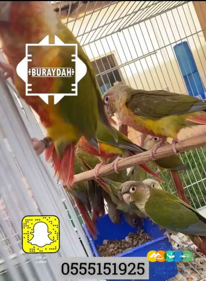 اجواز كنيور منوعه