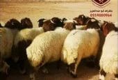ذبايح فاخرة(ذبح تغليف توصيل مج