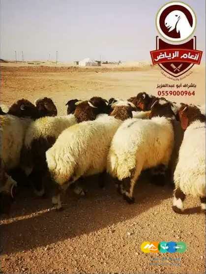 ذبايح فاخرة(ذبح تغليف توصيل مج