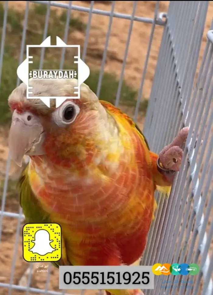 اجواز كنيور منوعه